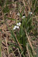 Image of Loddon lily