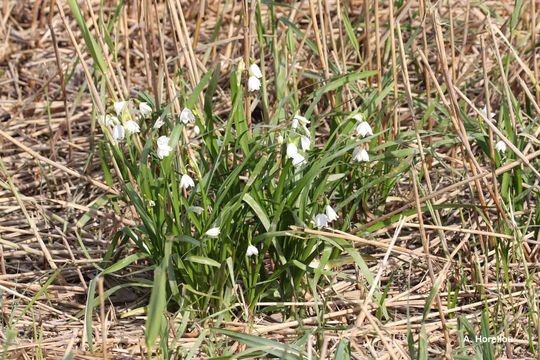 Image of Loddon lily