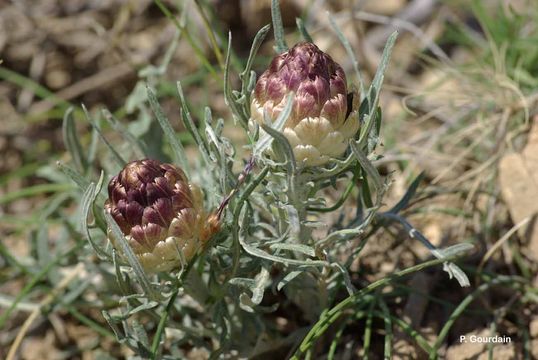 Image of Rhaponticum coniferum (L.) Greuter