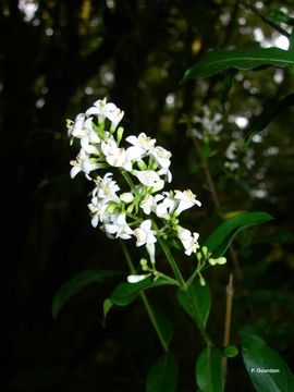 Image of European privet