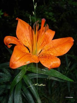Image of Lilium bulbiferum L.