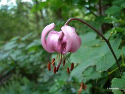 Image of martagon lily