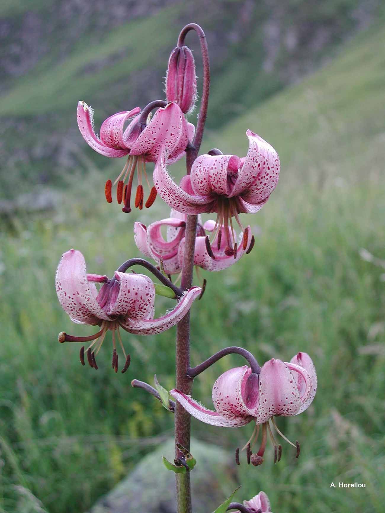 Image of martagon lily