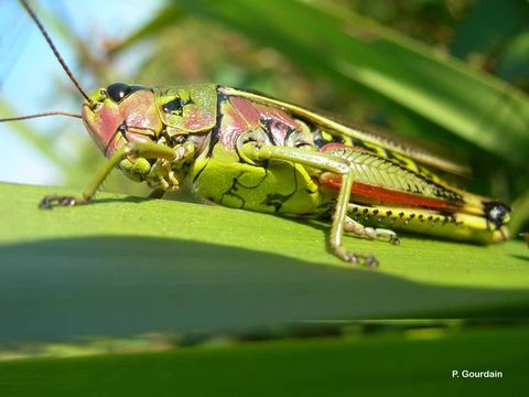 Stethophyma grossum (Linnaeus 1758)的圖片