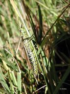 Image of Large marsh grasshopper