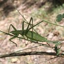 Image of Common Predatory Bush-cricket