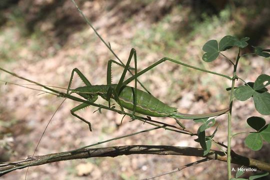 Image of Common Predatory Bush-cricket