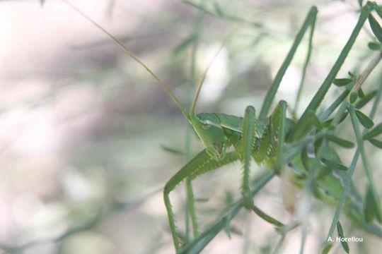 Image of Common Predatory Bush-cricket