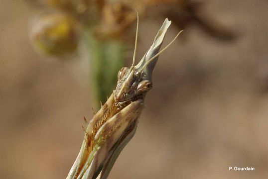 Image of conehead mantis