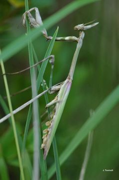 Image of conehead mantis