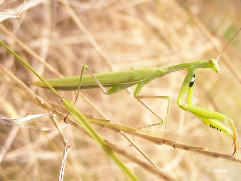 Image of European Mantid