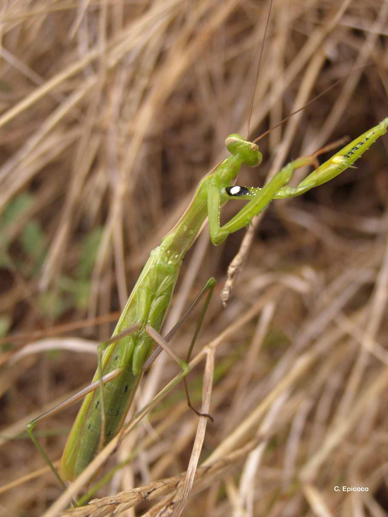 Image of European Mantid