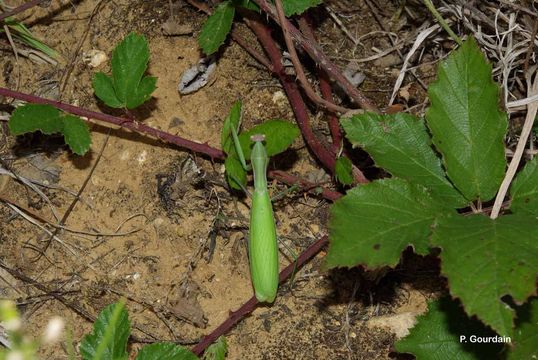 Image of European Mantid