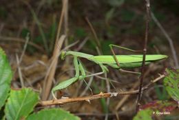 Image of European Mantid