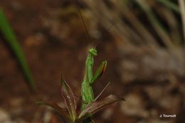 Image of European Mantid