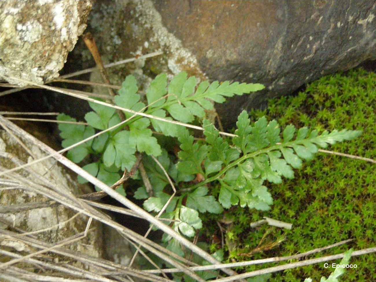 Imagem de Asplenium adiantum-nigrum L.