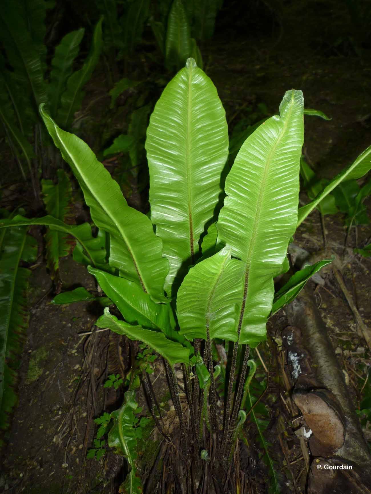 Image of Hart's tonguefern