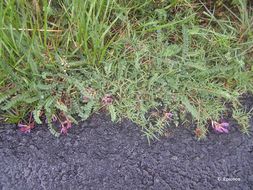 Image of Montpellier milkvetch