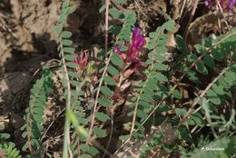 Image of Montpellier milkvetch