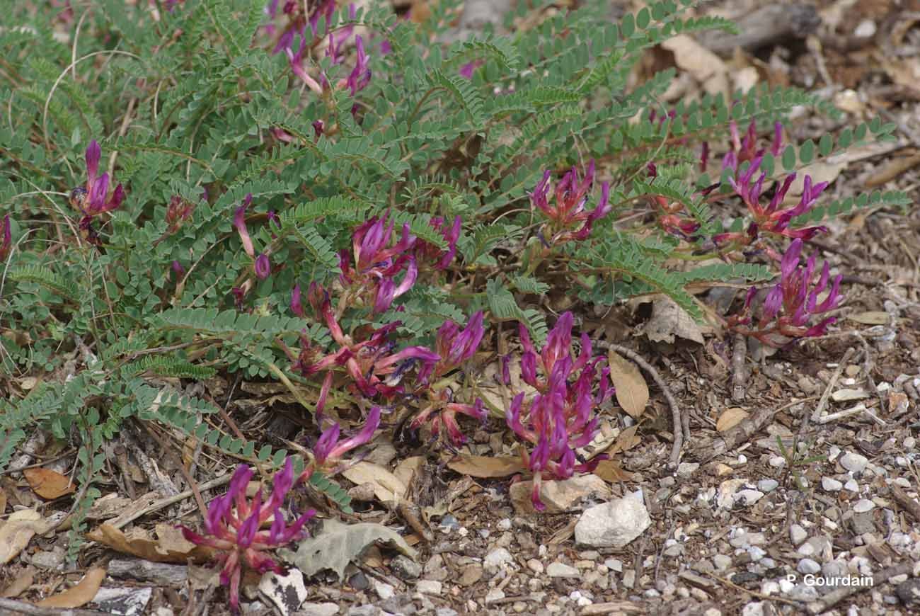 Image of Montpellier milkvetch