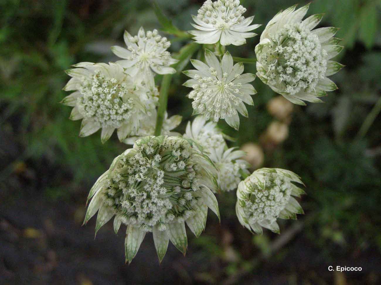 Imagem de Astrantia major L.