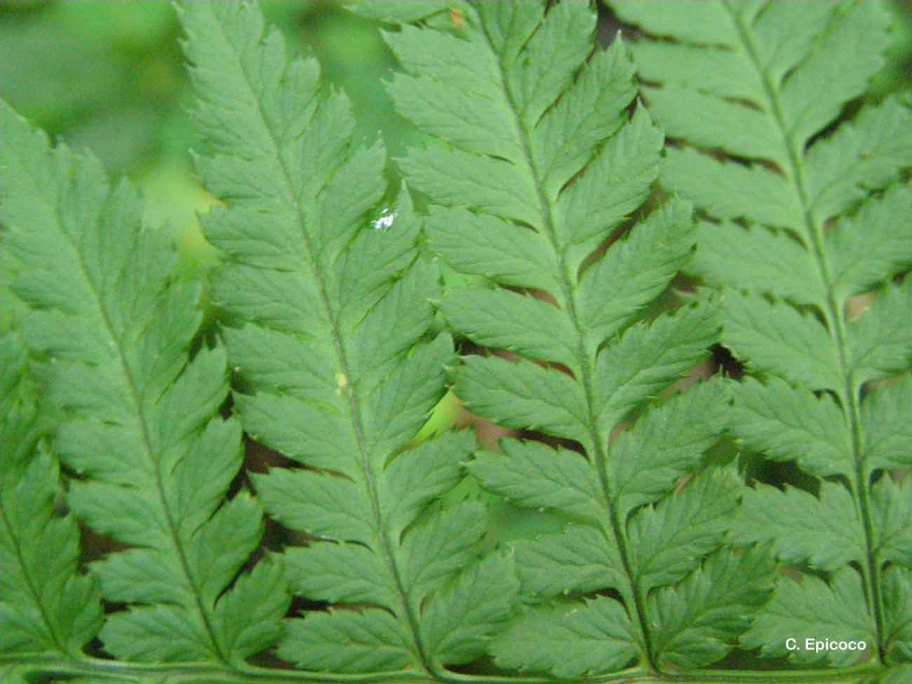 Image of common ladyfern