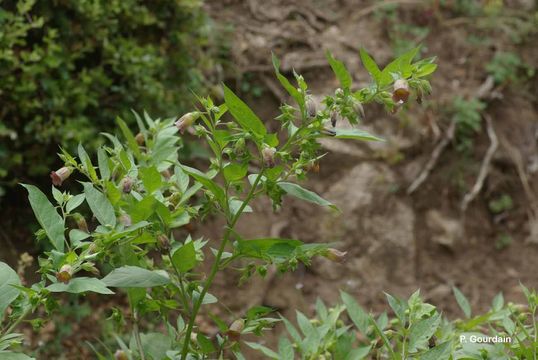 Image of Deadly Nightshade