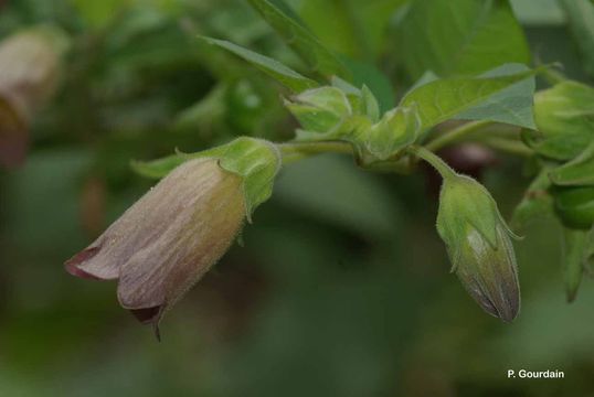 Image of Deadly Nightshade