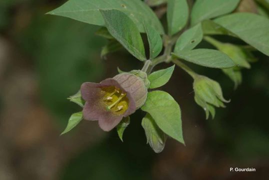 Plancia ëd Atropa belladonna L.