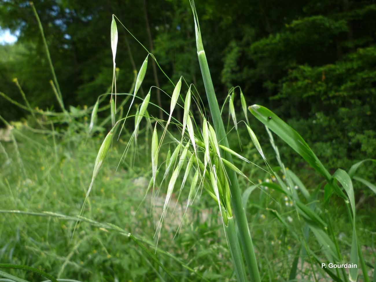 Image of Common Oat