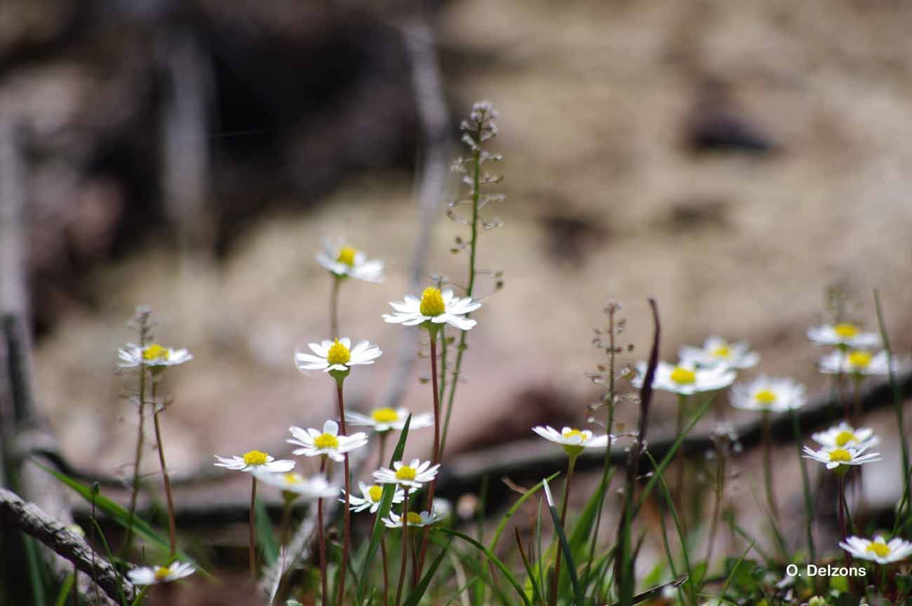 Image of Annual daisy