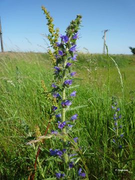 Image of blueweed