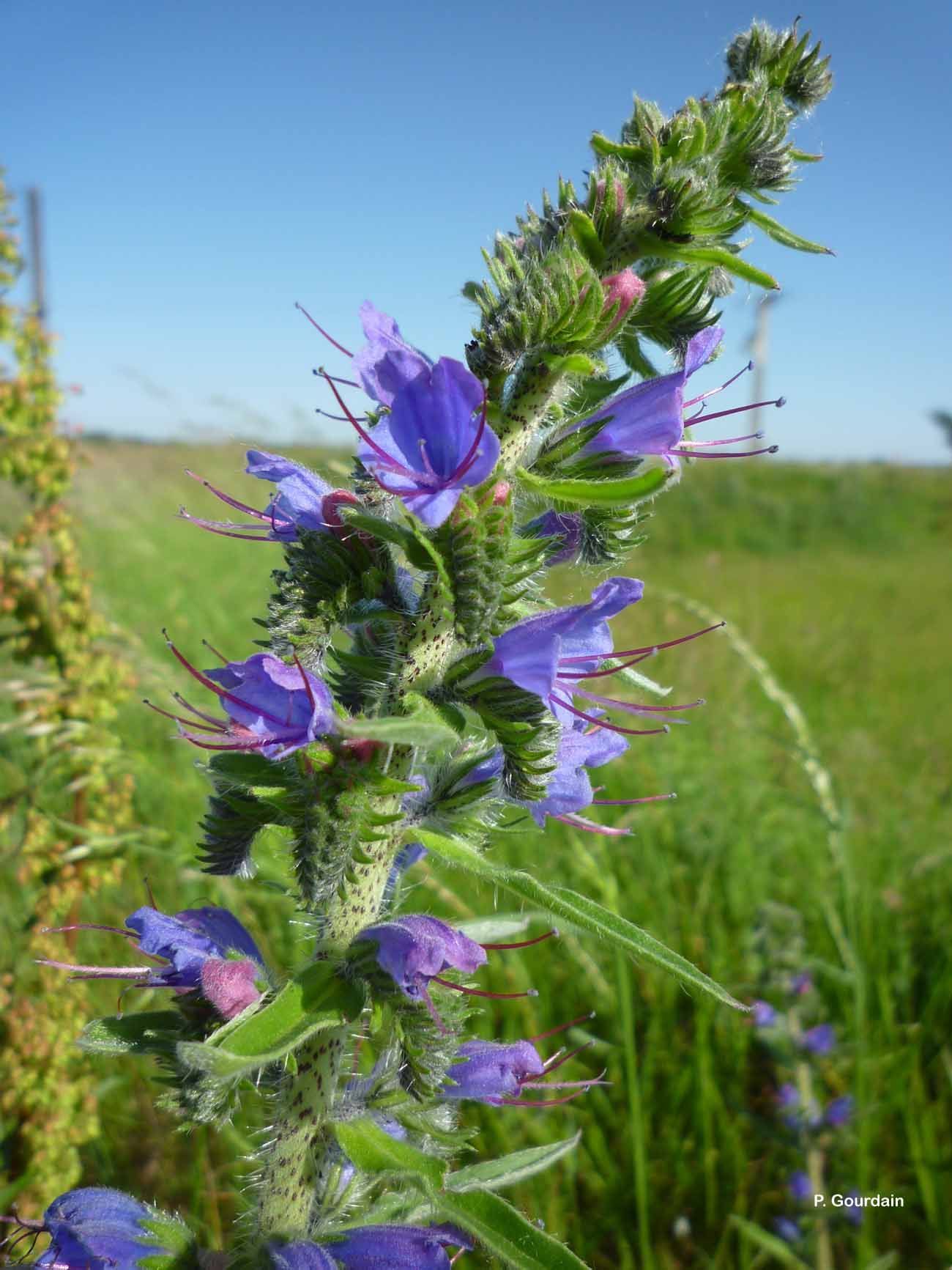 Imagem de Echium vulgare L.