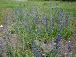 Imagem de Echium vulgare L.