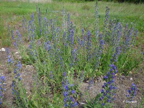 Image of blueweed