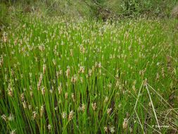 Image of Common Spike-rush