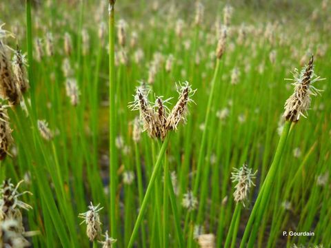 Image of Common Spike-rush