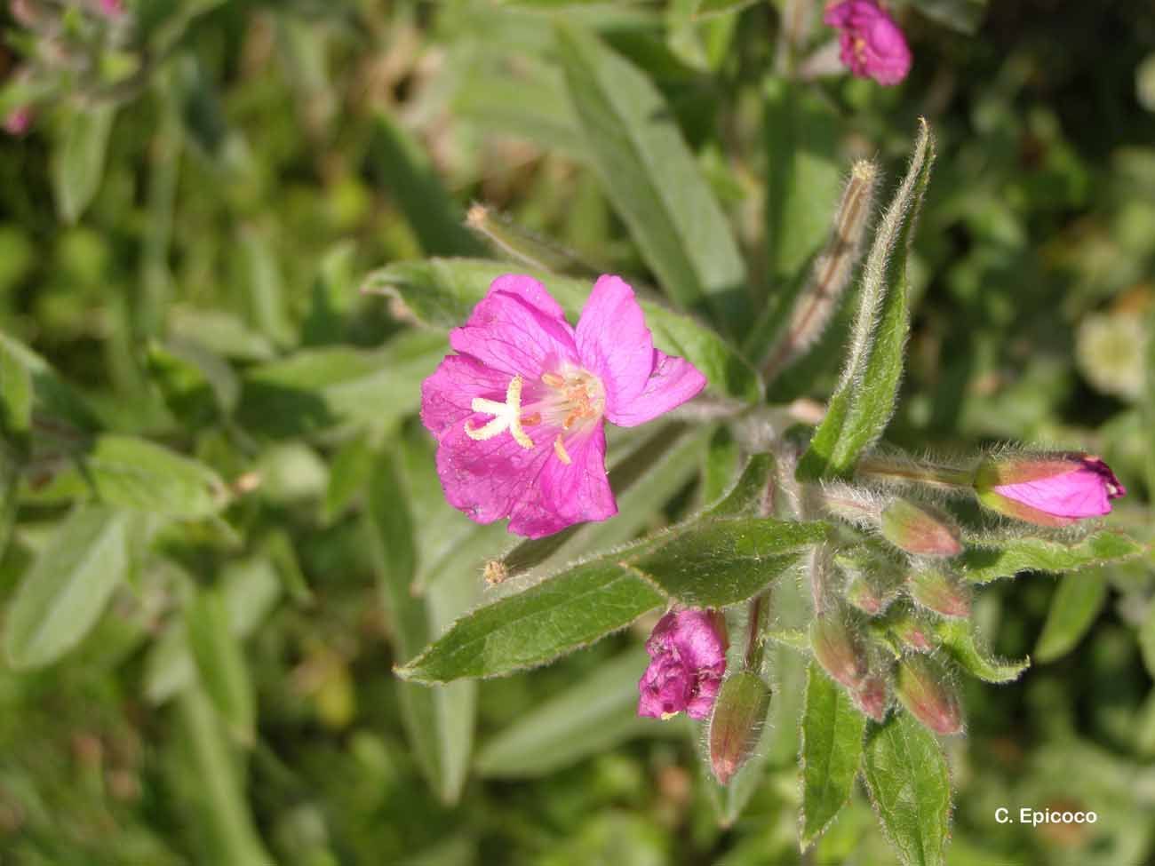 Слика од Epilobium hirsutum L.