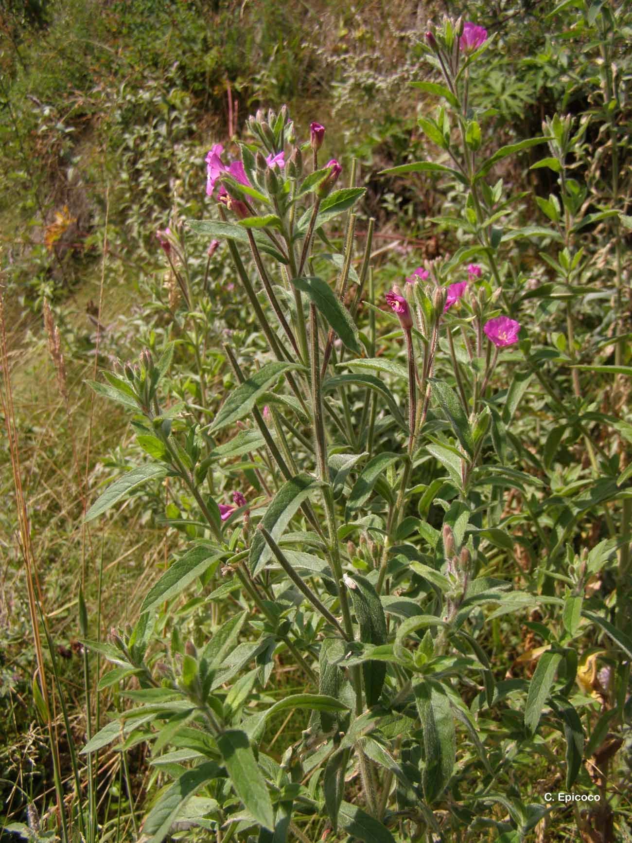 Слика од Epilobium hirsutum L.