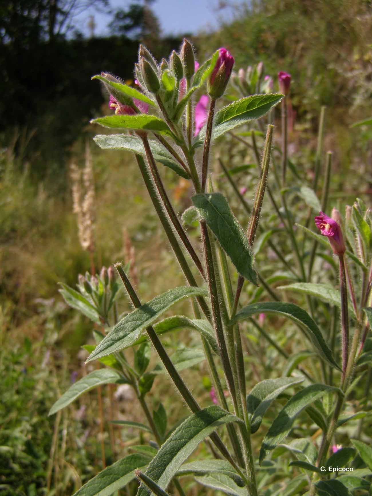 Слика од Epilobium hirsutum L.