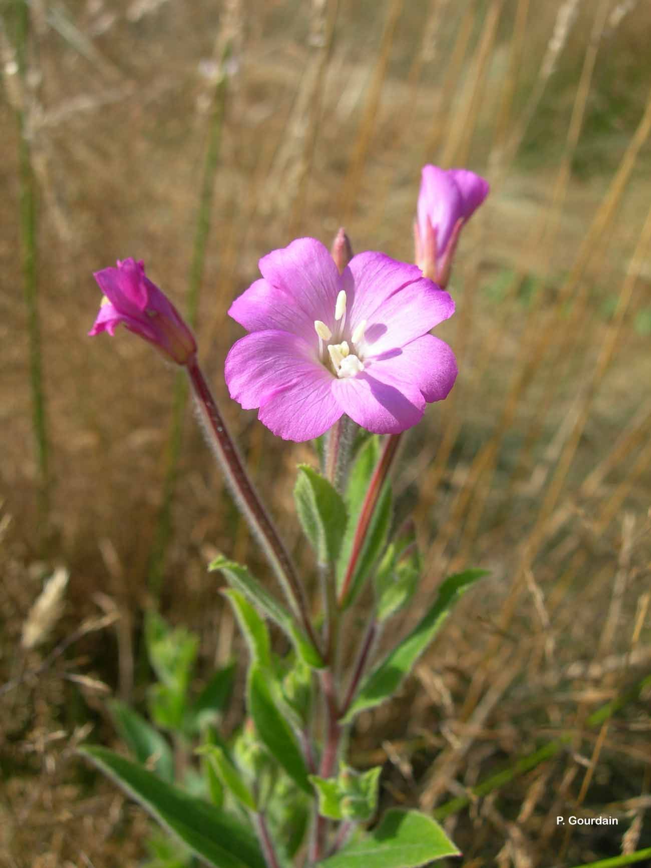 Слика од Epilobium hirsutum L.