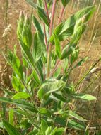 Слика од Epilobium hirsutum L.