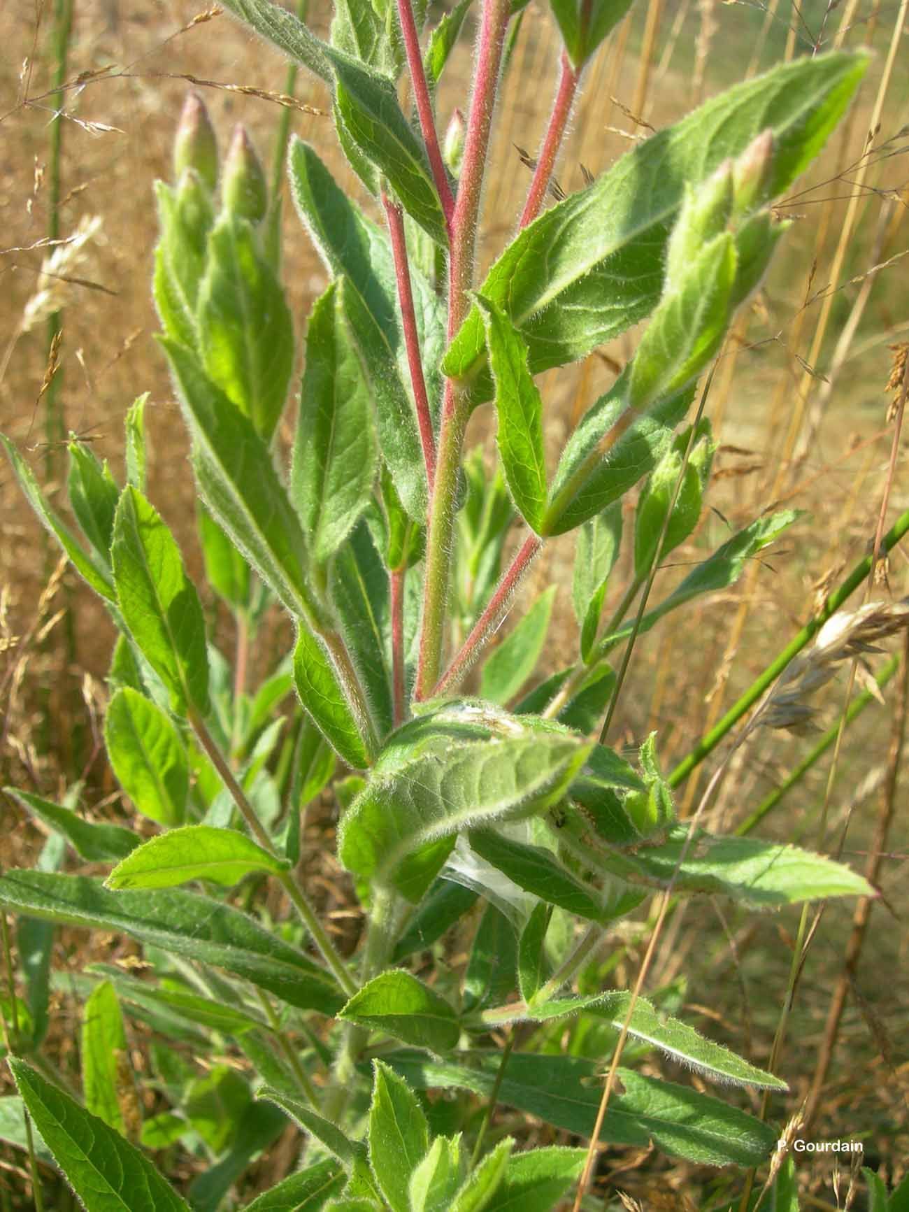 Слика од Epilobium hirsutum L.