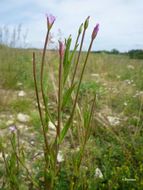 Imagem de Epilobium tetragonum L.