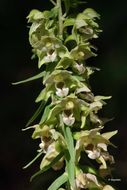 Image of Broad-leaved Helleborine