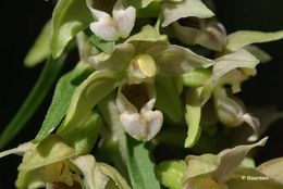 Image of Broad-leaved Helleborine