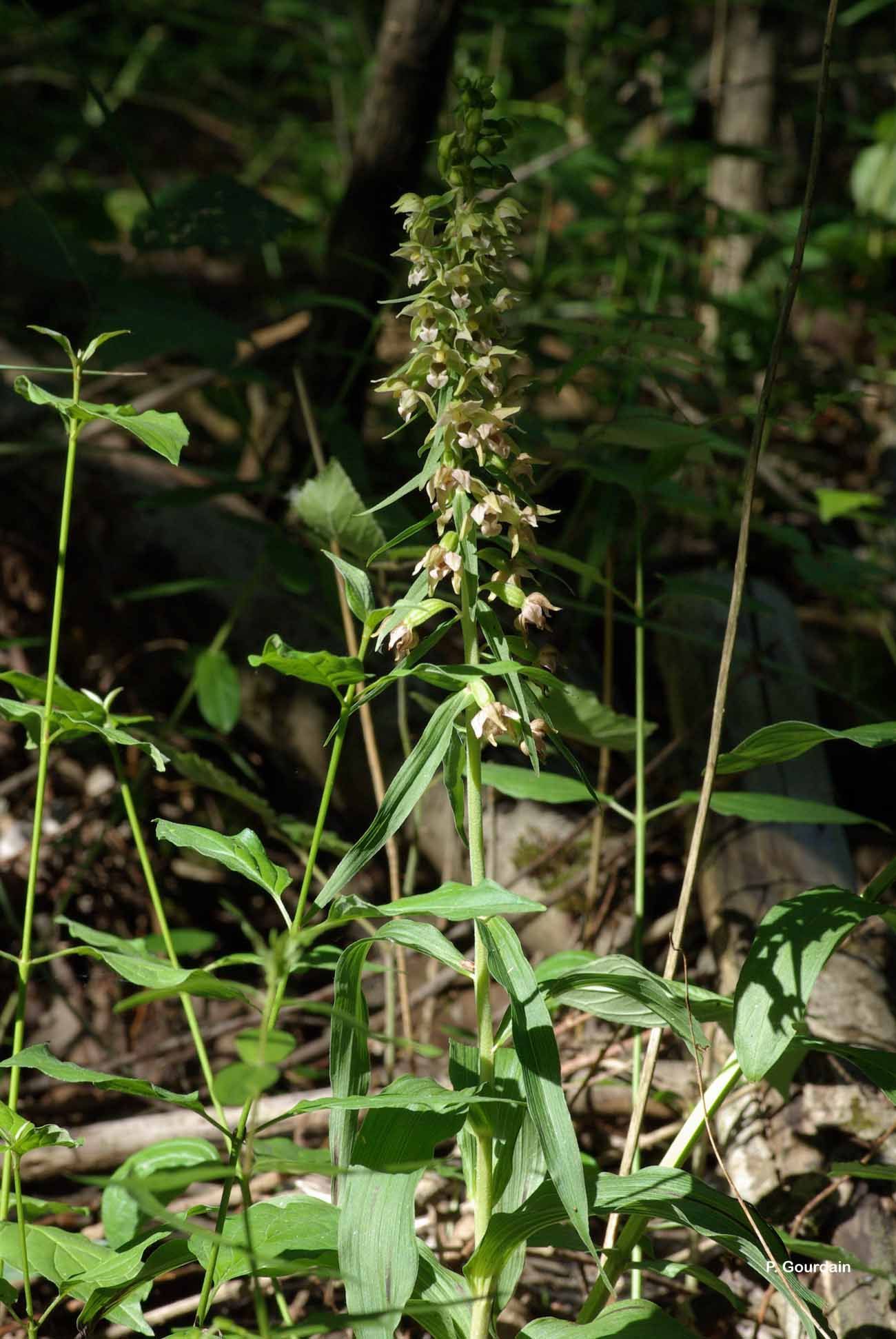 Image of Broad-leaved Helleborine