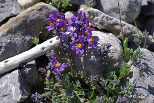 Image of Alpine toadflax