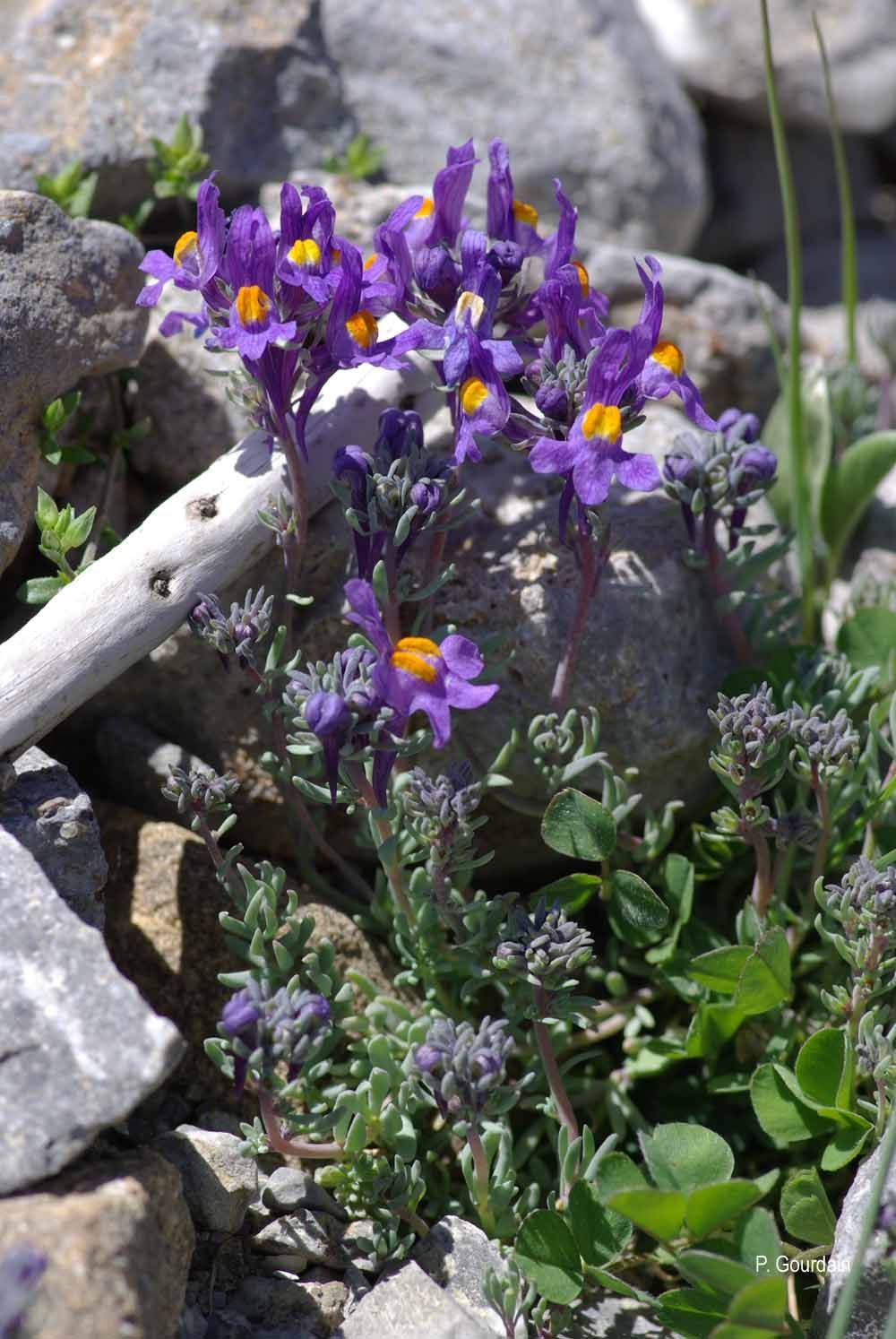 Image of Alpine toadflax