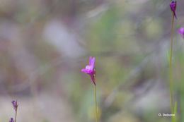 Image of Linaria pelisseriana (L.) Mill.